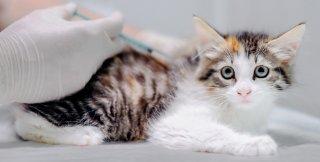 Вакцинація котів і кошенят: все, що потрібно знати