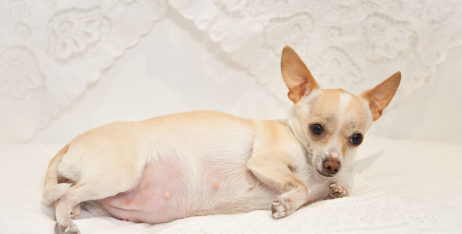 Ознаки вагітності у собак