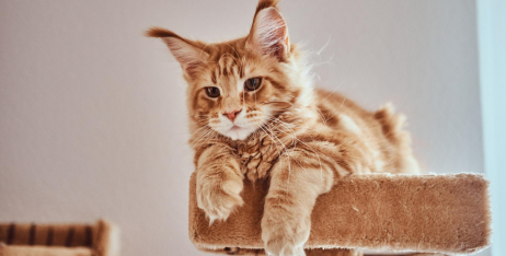 10 популярних порід кішок і що потрібно про них знати