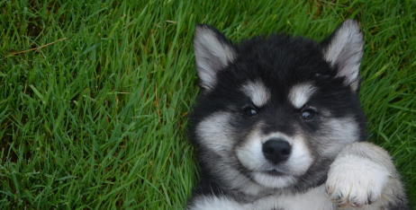 Як правильно годувати цуценя: скільки разів на день і що обирати?