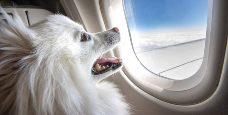 Правила перевезення тварин у літаку