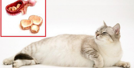 Сечокам'яна хвороба у котів та кішок: все, що треба знати!