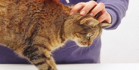 Обробка кішки від паразитів (бліх)