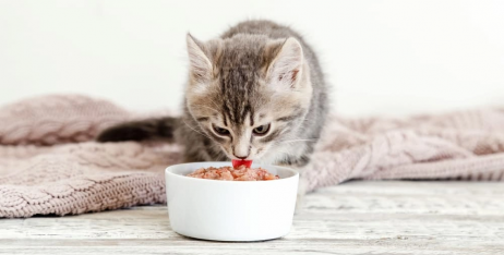 Чим годувати кошеня