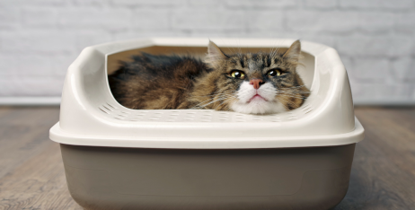 Що робити, якщо кішка перестала ходити в лоток?