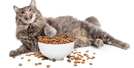 Супер преміум корми для котів: огляд