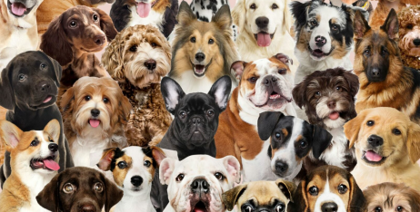 Найпопулярніші породи собак