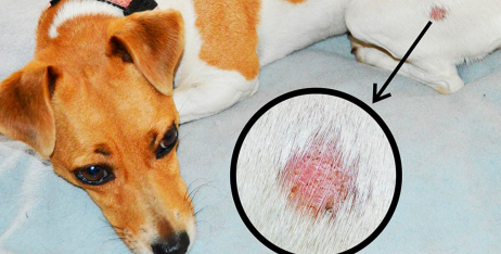 Лікування лишаю у собаки