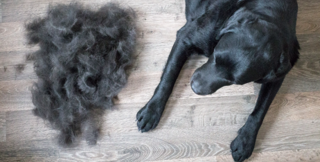 Випадає шерсть у собаки: причини облисіння та лікування