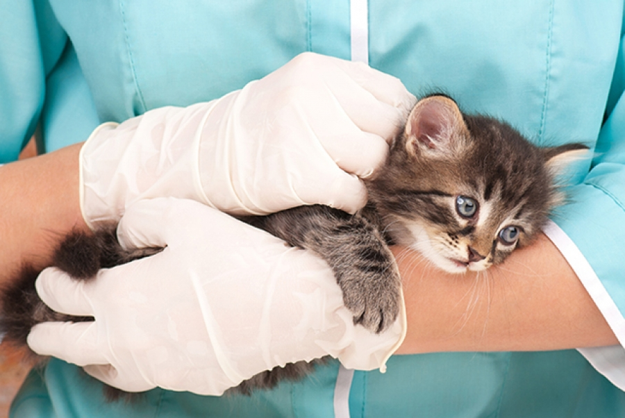 Надлишок вітамінів і коли звертатися до ветеринару