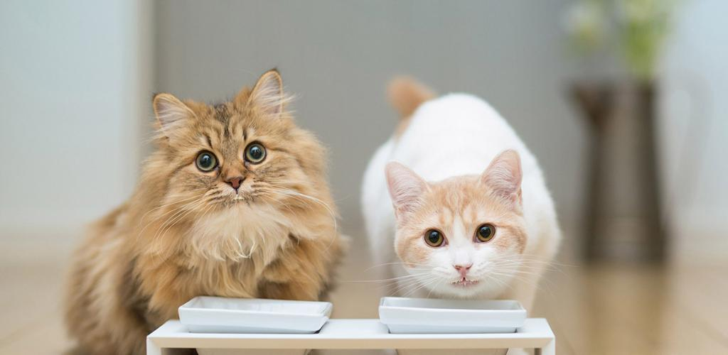 Які вітаміни необхідні котам та кішкам?