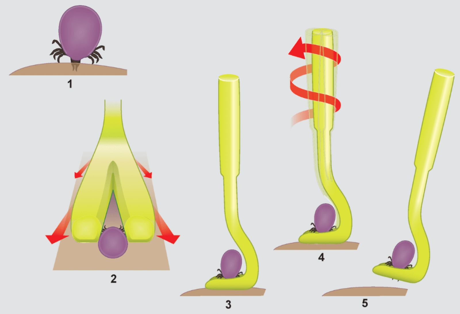 Що робити після видалення кліща