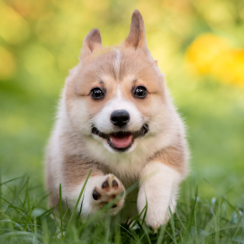 Де купити якісний корм для цуценяти з доставкою