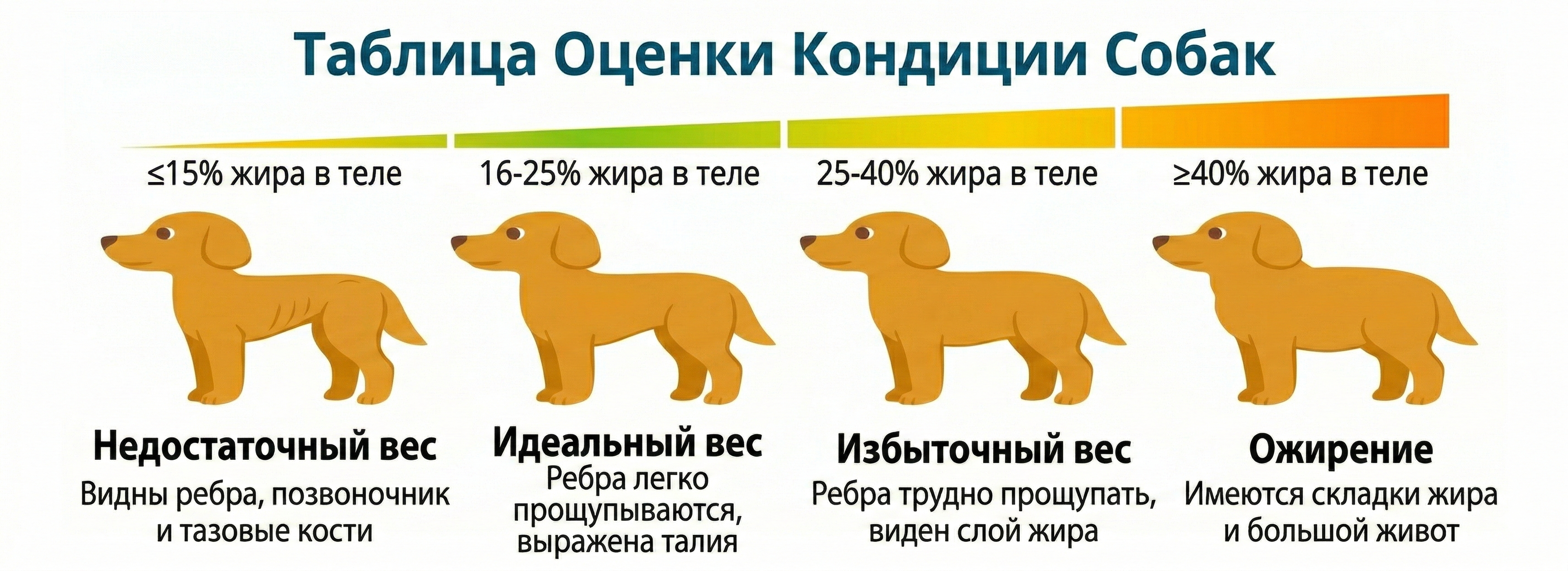 таблица кондиции собак