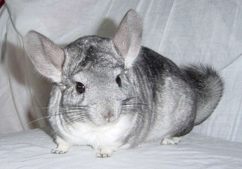 корм версель лага