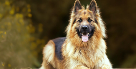 Харчування собак великих порід: як уникнути проблем з суглобами через дієту