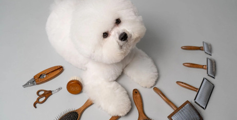 Чому не слід голити домашніх улюбленців улітку та який догляд за шерстю обрати