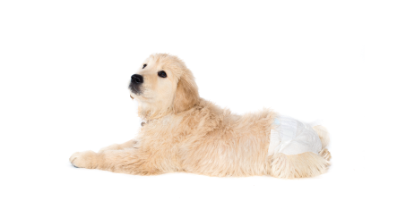 Про собачі підгузки: Як довго собака може носити підгузок?