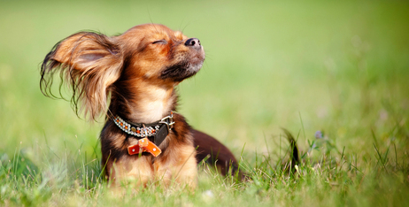 Як відновити пошкоджену сонцем шерсть вашого улюбленця?