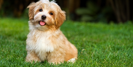 Лущиться шкіра та груба шерсть у вихованця: ТОП-порад, як цьому запобігти