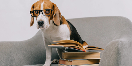 Харчування літніх тварин: адаптація раціону для літніх собак і котів