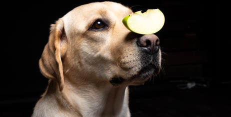 Смакова дискусія: чи можна собакам їсти яблука?