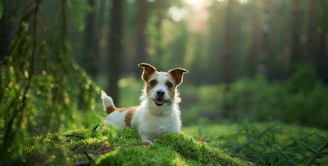 Профілактика бліх і кліщів: як захистити собаку від паразитів?