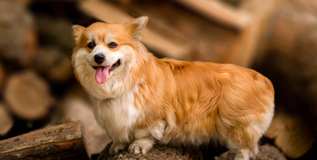 Найкращий корм для здоров'я шкіри та шерсті собак: харчування для кожного забарвлення шерсті
