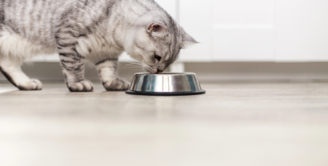 Смаколики для котів: як потішити улюбленців з користю