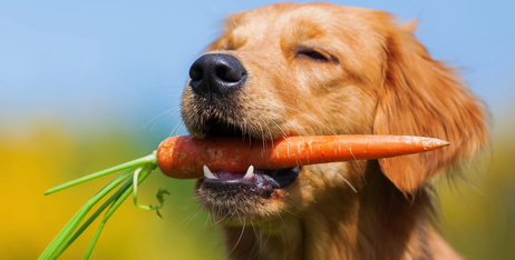 Які овочі можна їсти собакам?
