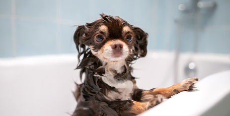 Користь грумінгу при захворюваннях шкіри домашніх тварин