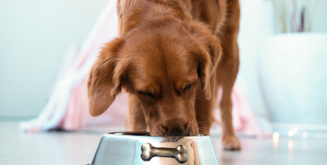 Переваги гіпоалергенного корму для домашніх тварин