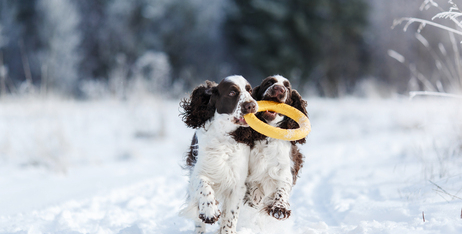 Фізична активність та дієта: як рівень активності впливає на харчування домашніх тварин