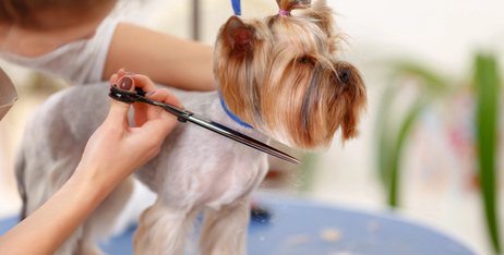 Роль професійного грумінгу: коли потрібно звертатися до фахівців