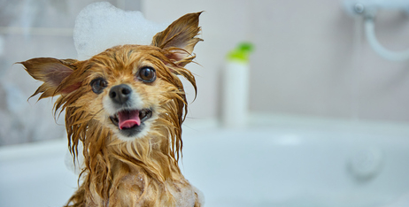Лупа у собак: як підтримувати шерсть собаки без лусочок