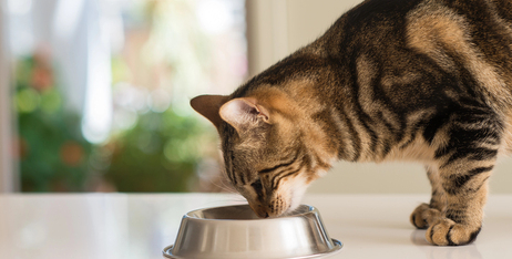 Спеціалізоване харчування для котів: більше ніж просто корм