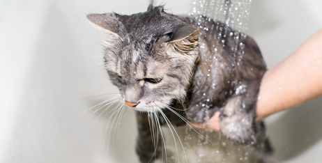 Купання котів: коли та як купати кота?