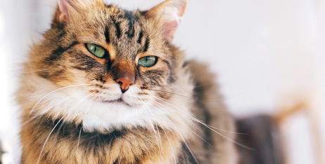 Як допомагати стерилізованим котам контролювати вагу?