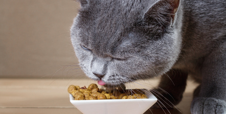 Чи потрібен стерилізованим кішкам особливий раціон?