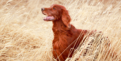 Найкращий корм для здоров'я шкіри та шерсті собак: харчування для кожного кольору шерсті
