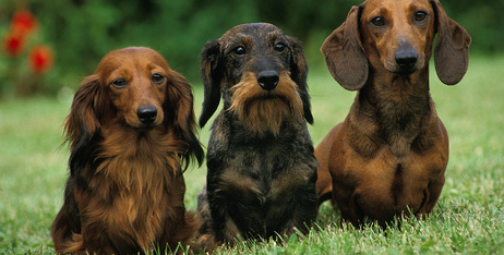 Які є типи шерсті собак і в чому їх відмінність?