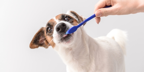 Як доглядати за зубами собаки?