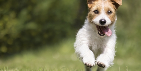 Що робити, якщо ваш собака з'їв щось погане?