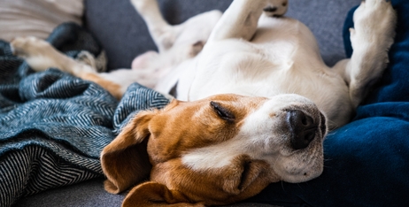 Розпізнавання симптомів алергії на собак: 5 ознак, які повинен знати кожен власник домашнього улюбленця