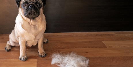 Вичісування шерсті: як вичісувати домашнього улюбленця, щоб вдома було менше шерсті?