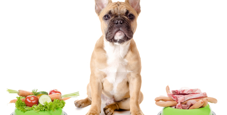 Надмірна вага у вашого собаки: як розпізнати та що робити?