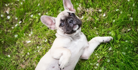 Мій собака поводиться дивно: ганяється за власним хвостом, їсть траву та валяється у смітті – чи варто хвилюватися?