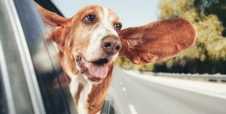 Чи потрібно чистити вуха собакам?