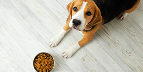 Тлумачимо етикетки кормів для домашніх тварин правильно: на що звертати увагу