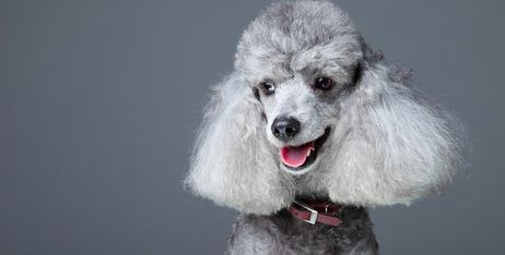 Міфи про грумінг для домашніх тварин: спростовуємо поширені помилки